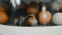 Small Egg Incubator (12 Eggs) - Perfect for Beginners